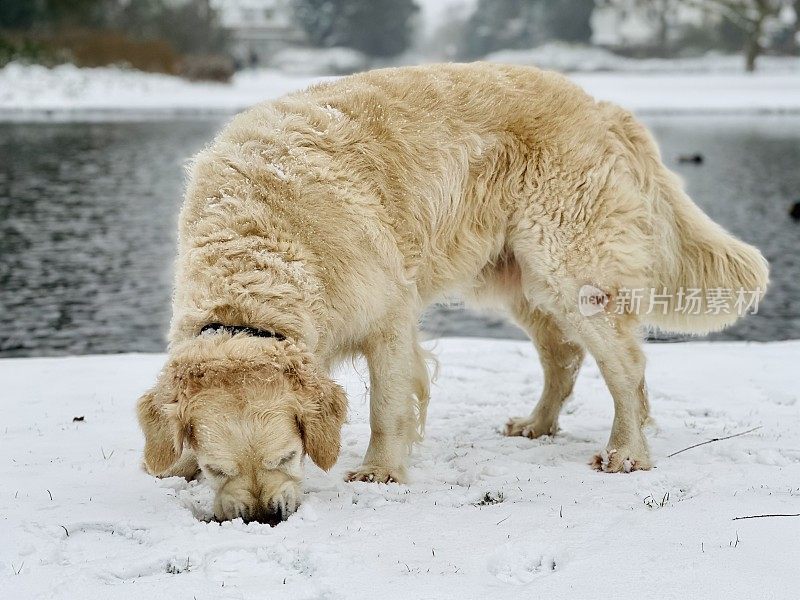 雪中的金毛寻回犬