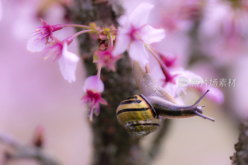 蜗牛在樱花树开花