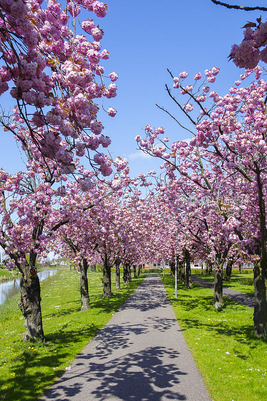日本樱桃树上的樱花