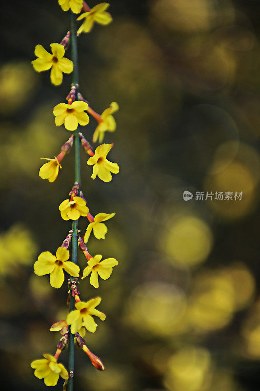 春天的花朵