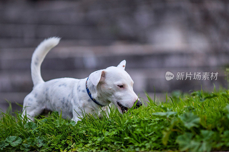 草坪上好玩的杰克罗素