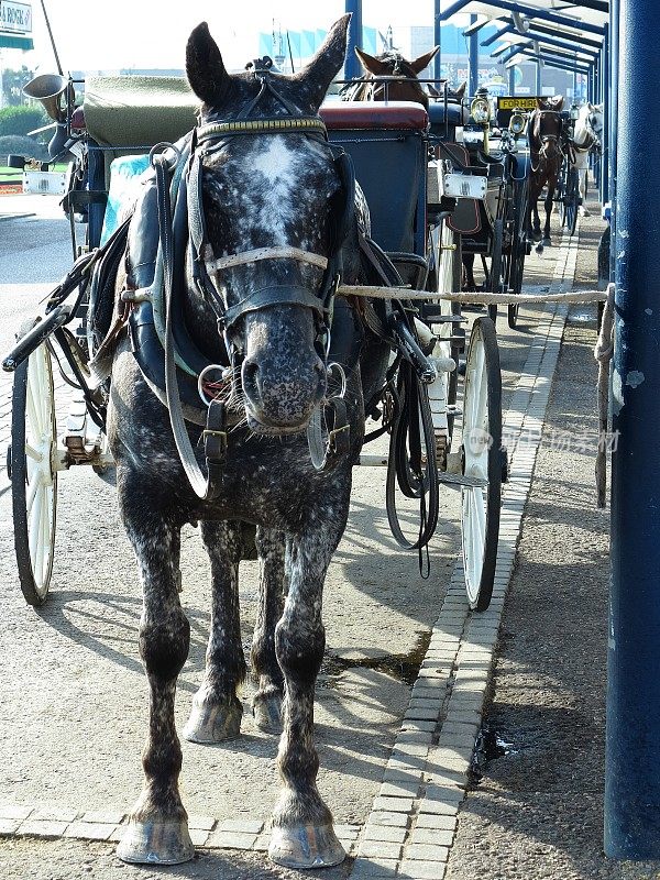英格兰诺福克的大雅茅斯。供游客和公众使用的马和马车。