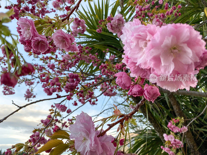 粉红色的花和棕榈叶