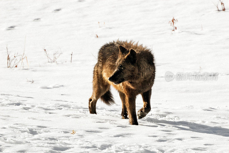 在黄石国家公园的雪地上行走的深色马皮提狼群