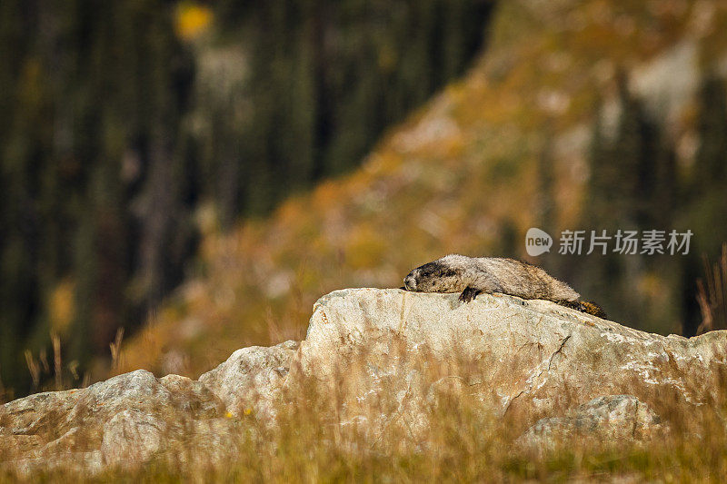 加拿大惠斯勒阿尔卑斯地区的一只老土拨鼠。