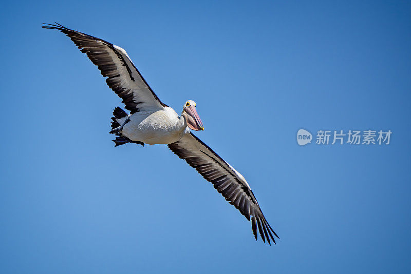 鹈鹕在飞行中