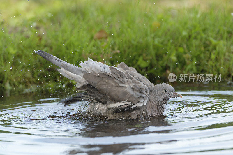 小木鸽洗涤