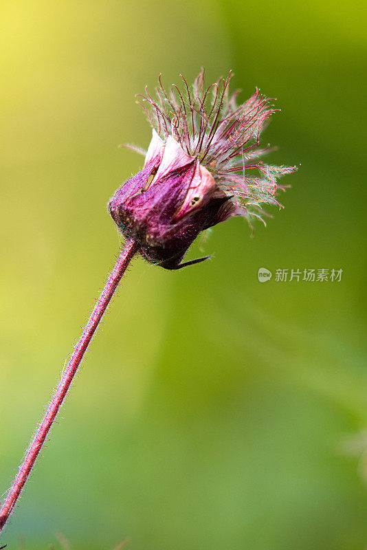 金玉比武，水仙花