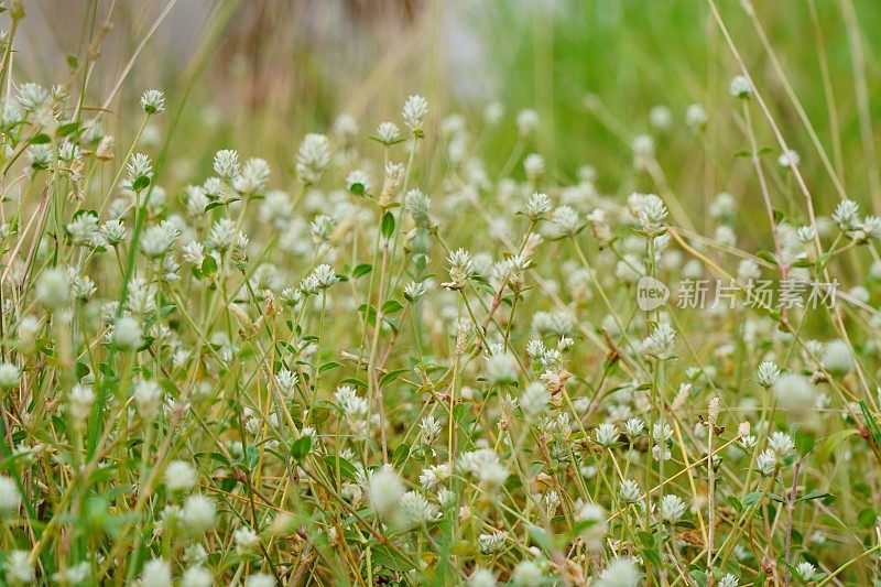 特写:大自然中的白花草