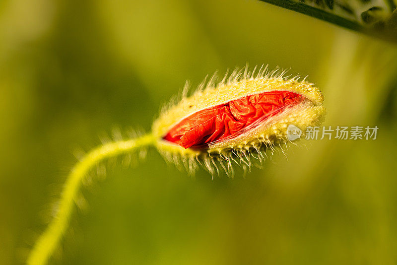 抽象的背景与红色罂粟花与绿色茂盛的植被和叶子