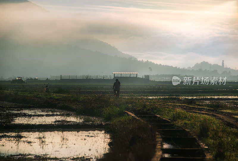 雾蒙蒙的早晨，稻田里