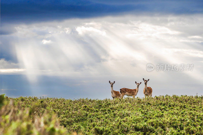 三只野鹿在山中望着照相机