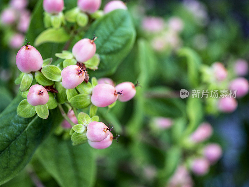 夏季西西雅图花园金丝桃浆果
