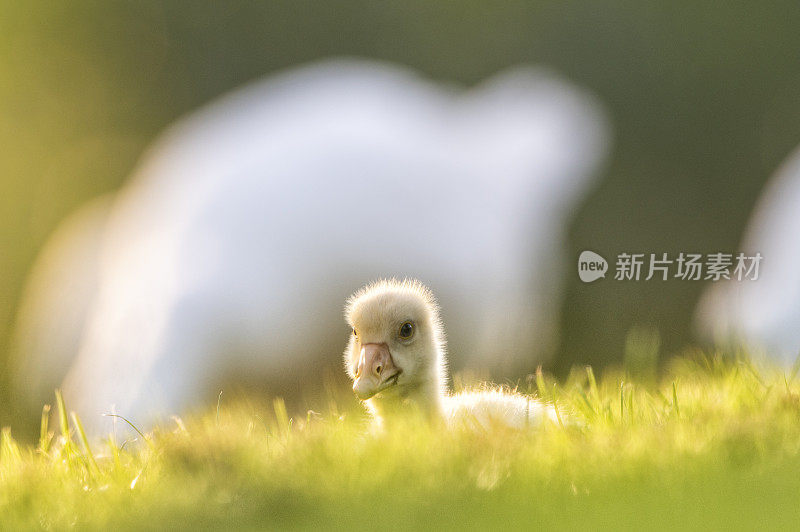 在一个春天的傍晚，家鹅在草地上孵出小鹅