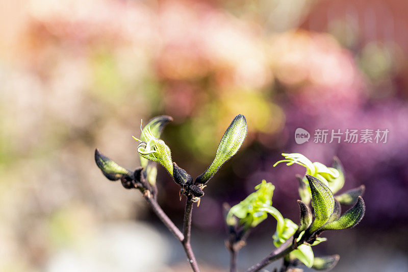 黑色袋鼠爪芽，宏观，背景与复制空间