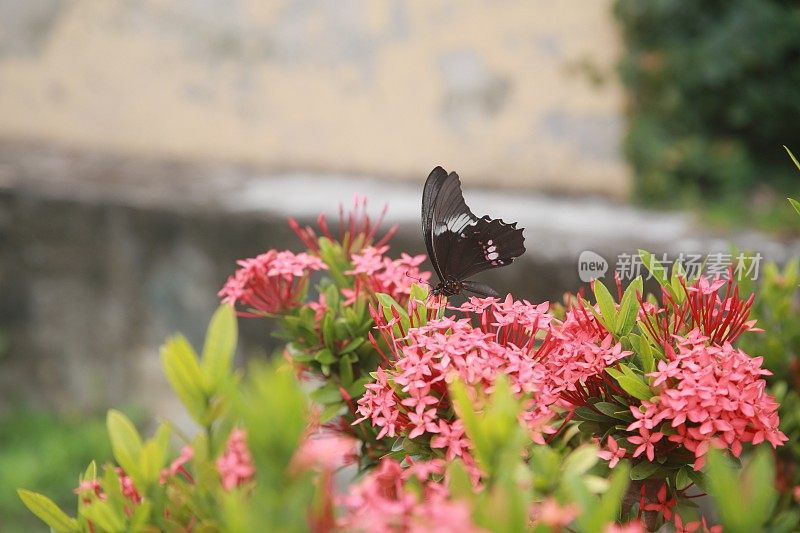 蝴蝶采集花蜜