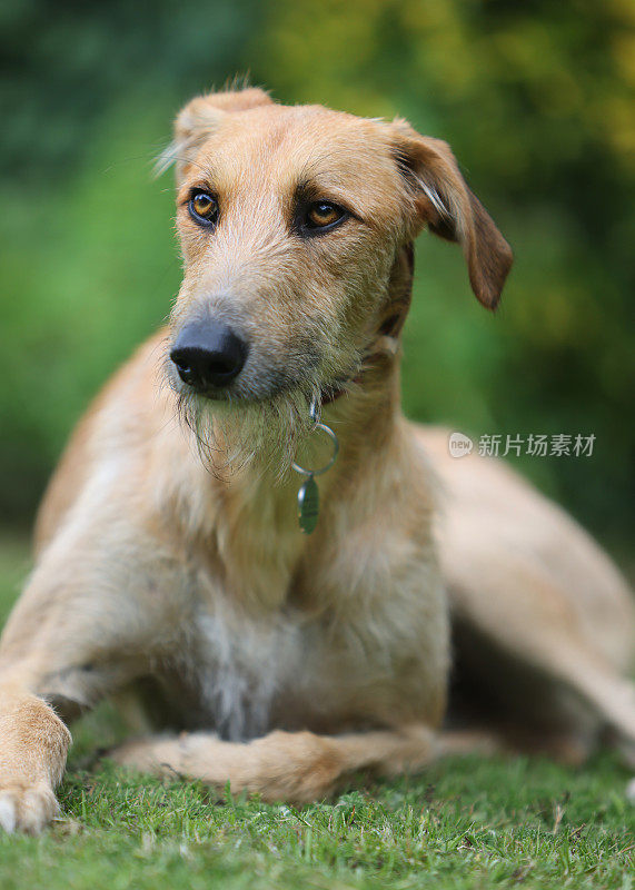 Lurcher类型的狗在各种姿势的肖像