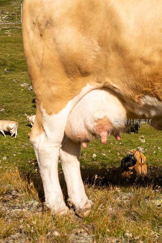 牧场上母牛的乳房