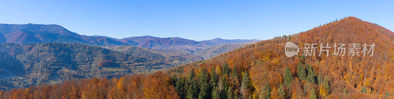 秋季落叶林顶视图，自然背景或纹理。