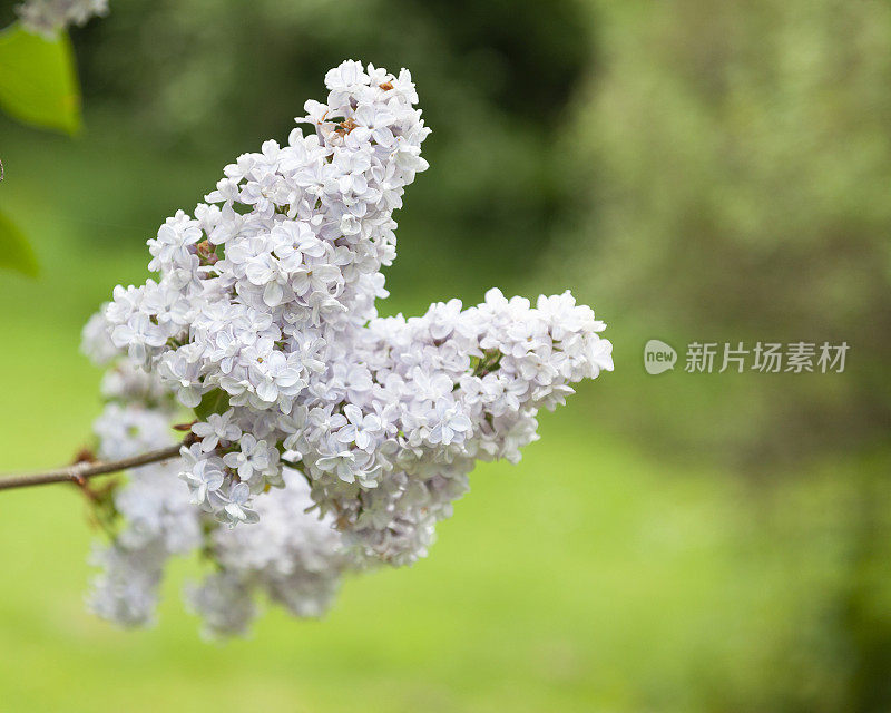 苍白的丁香花，丁香属的圆锥花序