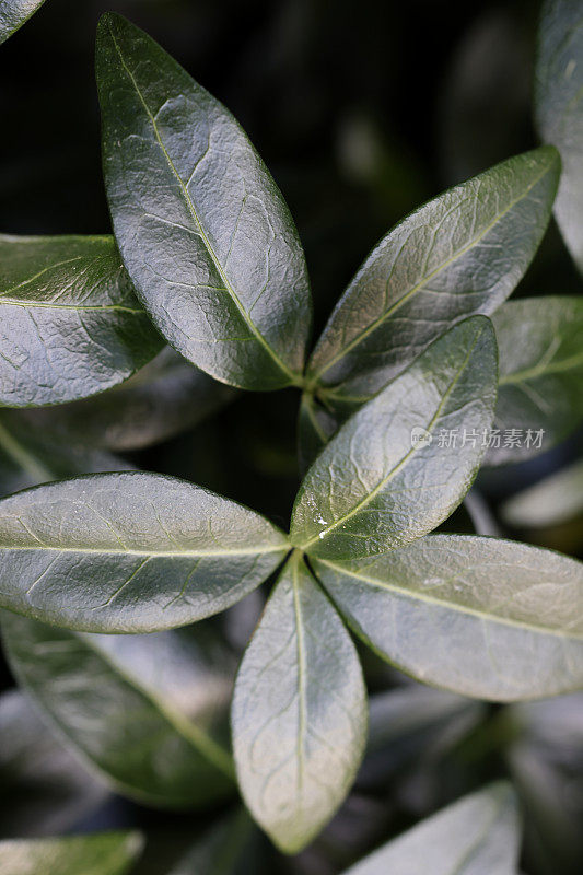 长春花植物。文卡来了