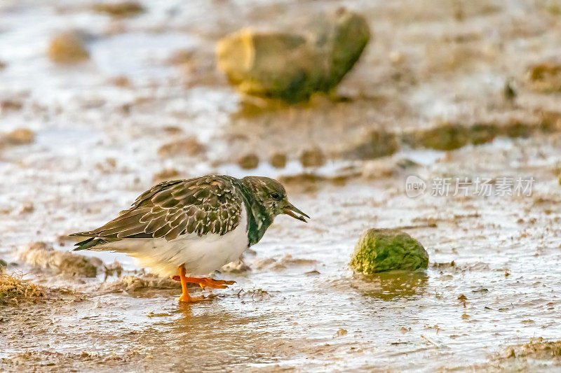 斯尼蒂沙姆的泥滩上的Turnstone