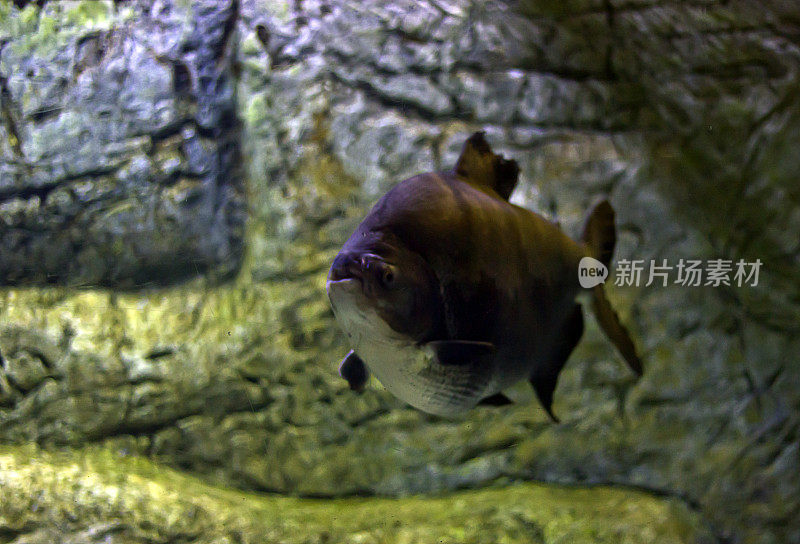 鱼在海里游泳的特写镜头