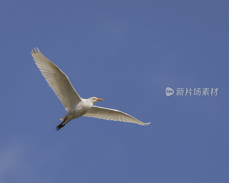 牛背鹭，朱鹮，在飞行中