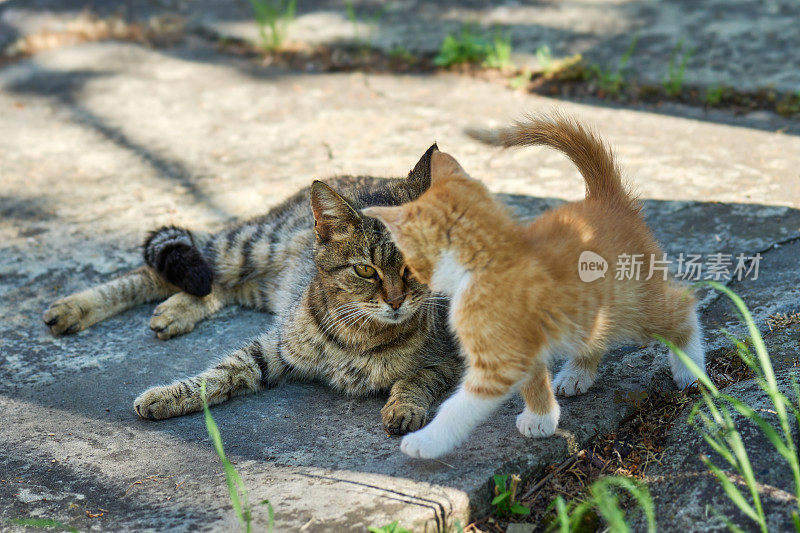 一只猫妈妈很喜欢她四周大的小猫，在阳光明媚的日子里享受着户外的乐趣