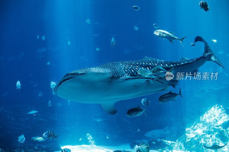 鲨鱼和鱼在一个蓝色的大水族馆里游泳