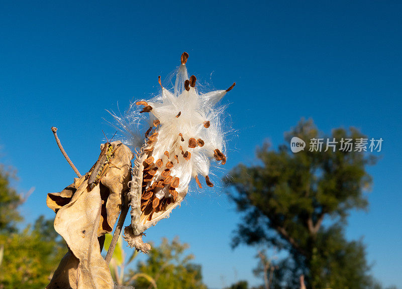 从下面近距离观看打开的马利筋种子荚。