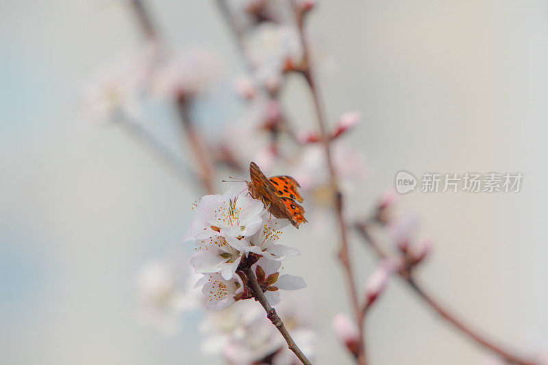 春花蝶