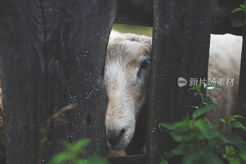 羊在院子里