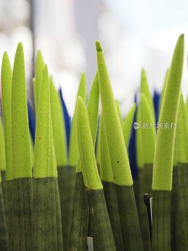 米兰运河上的花卉市场