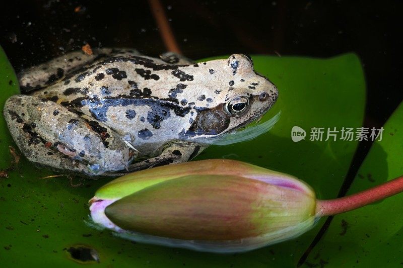 在池塘。睡莲叶上常见的蛙(林蛙)。巴伐利亚,德国。