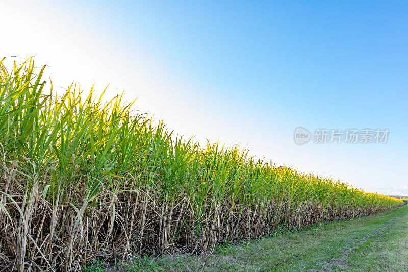 甘蔗农场