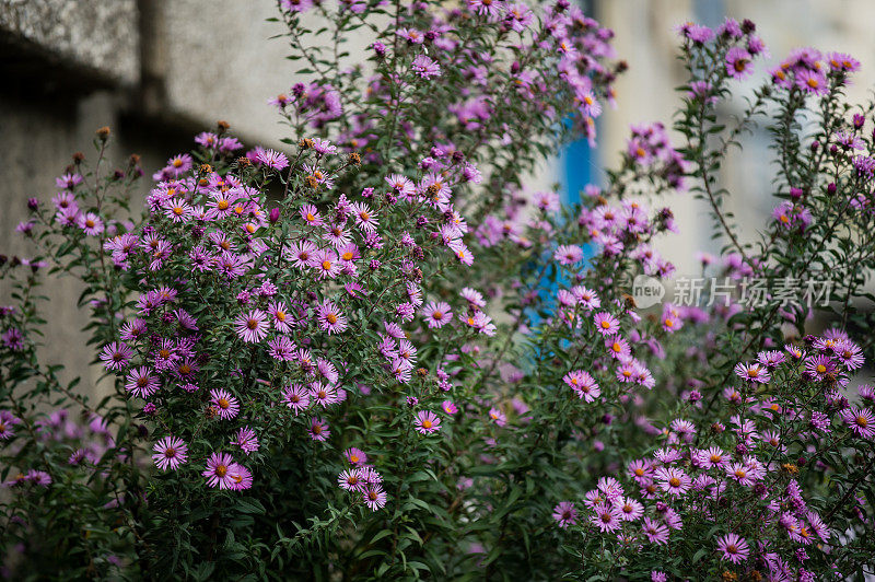 特写柔软的紫色菊花自然