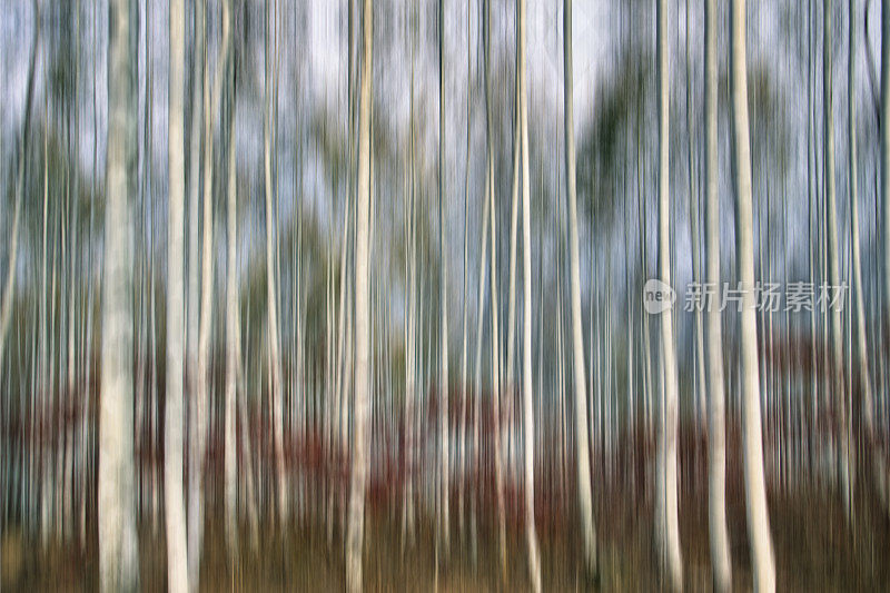桦树森林