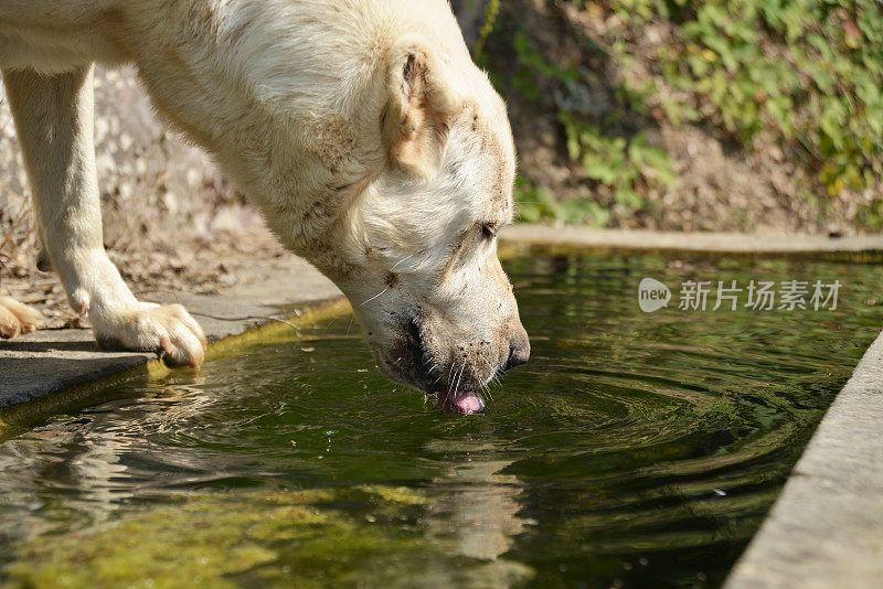 狗在食槽里喝水