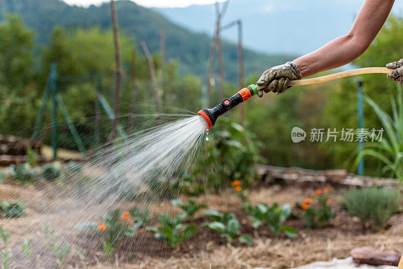 夏天黄昏给菜园浇水