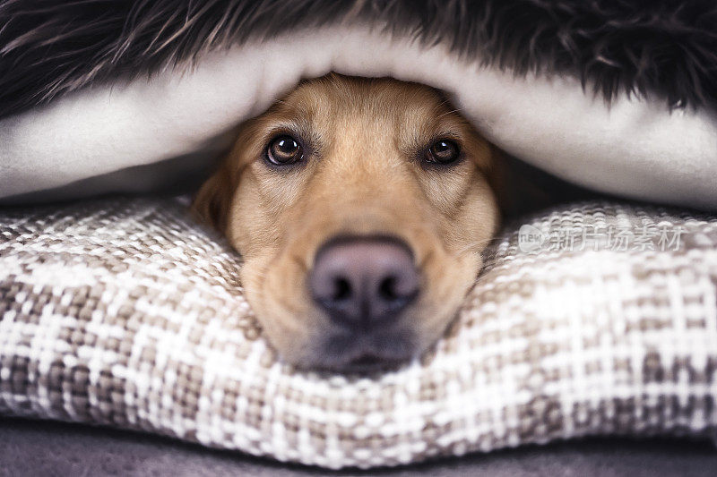 毯子下的狗