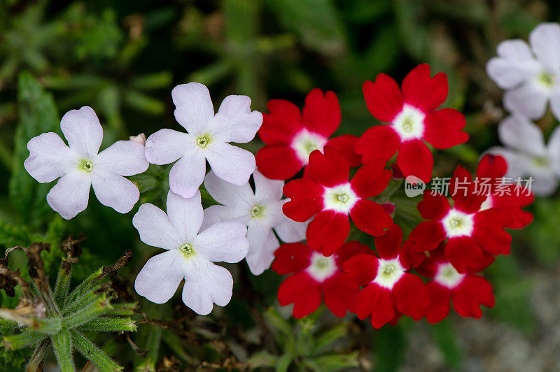 红色和紫色的花朵花园背景