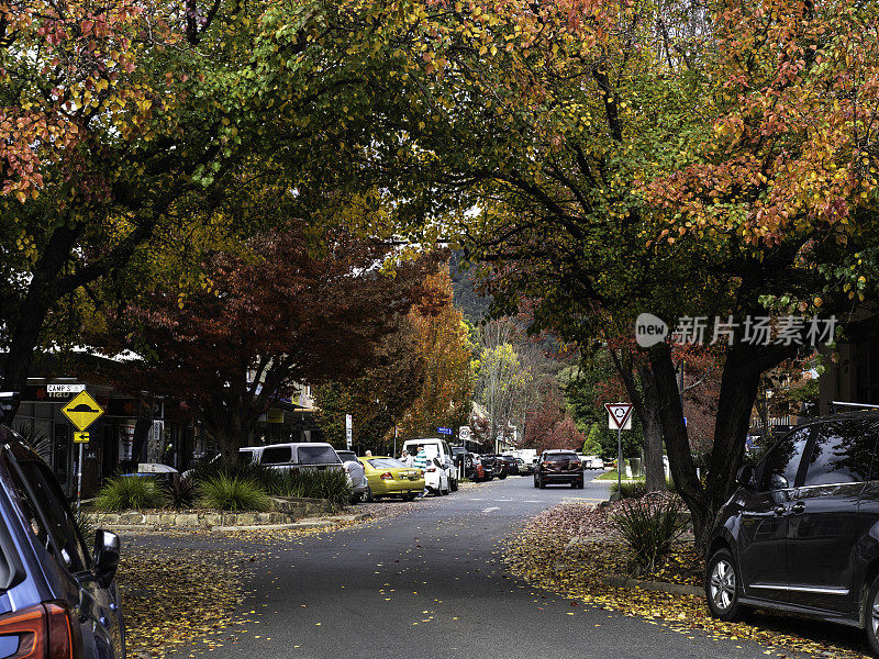 城镇街道上停着汽车和秋天的树木