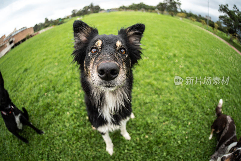 一只边境牧羊犬坐在公园里的肖像