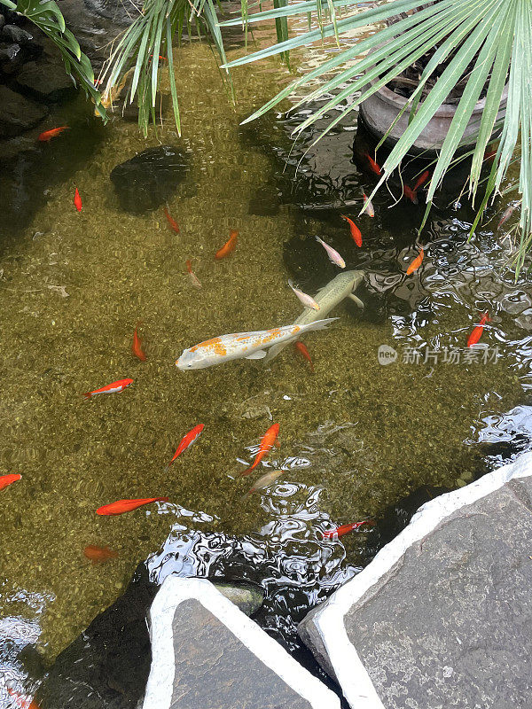 花园池塘的金鱼鱼和白金ogon锦鲤游泳在清澈的水特征旁边的天井铺装