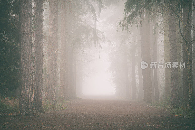 穿越迷雾林地的路径