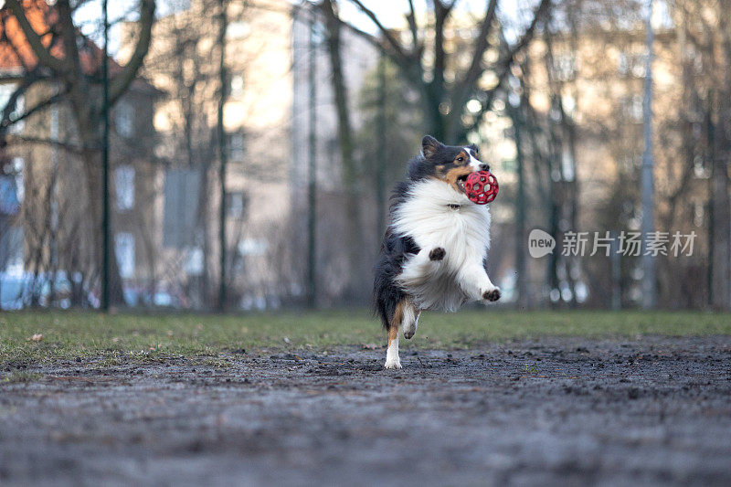 雪莉牧羊犬在玩球