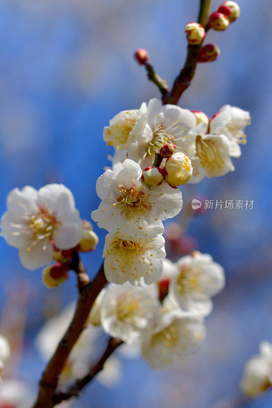 东京，日本公园里盛开的梅花