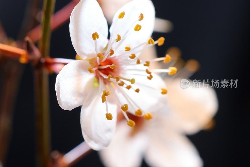 粉红色的樱花树开花-樱花