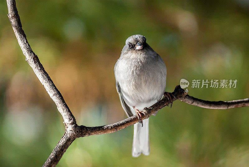 黑眼Junco